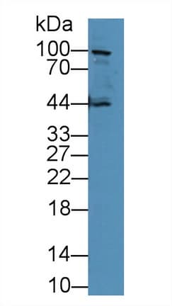 CDH1 / E Cadherin Antibody (aa751-884, Cy3)