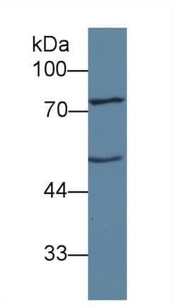 ANGPT1 / Angiopoietin-1 Antibody (aa21-228, APC)