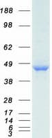 Human PPP1R7 Protein (Recombinant Myc-DDK (Flag))