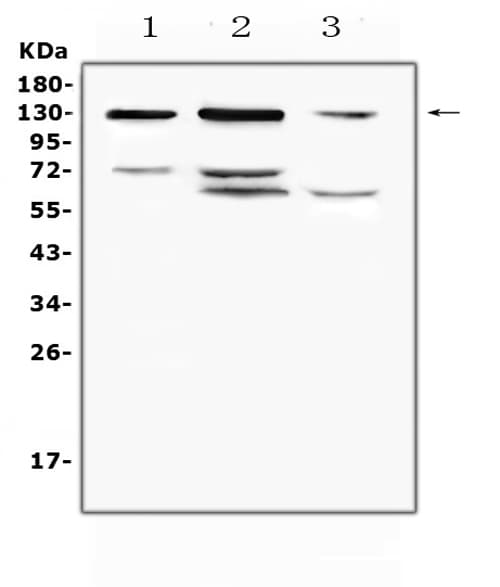 PECAM-1 / CD31 Antibody