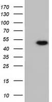 RNH1 Antibody (clone OTI4G4)