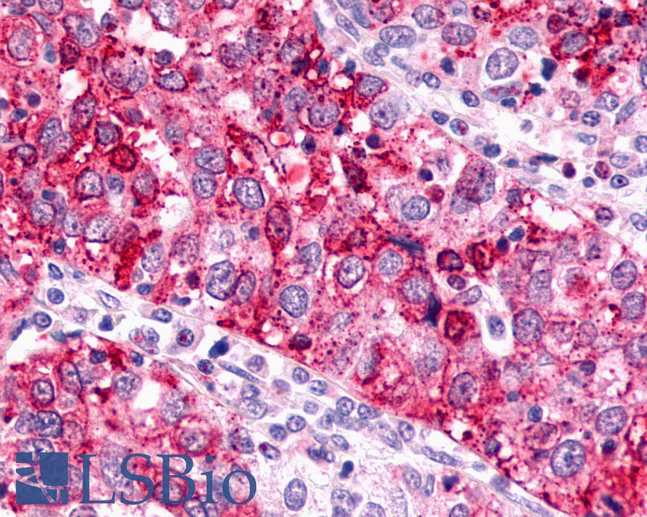 IHC-plus™ GPR88 Antibody (Cytoplasmic Domain)