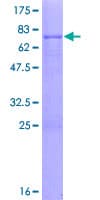 Human PCMTD1 Protein (Recombinant GST)