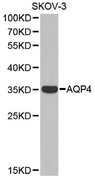 IHC-plus™ Polyclonal Rabbit anti-Human AQP4 / Aquaporin 4 Antibody (IHC, WB)