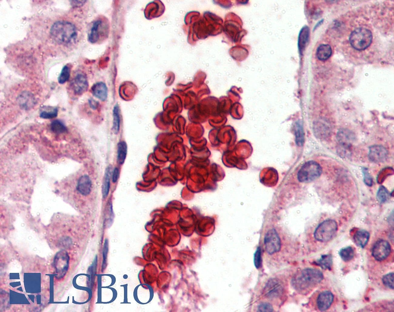 IHC-plus™ GYPA / CD235a / Glycophorin A Antibody (aa139-150)