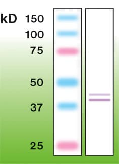 Polyclonal Rabbit anti-Human MAPK1 / ERK2 Antibody (C-Terminus, WB)