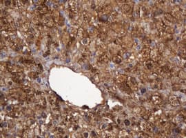 DDT / Dopamine Tautomerase Antibody (clone OTI3A1)