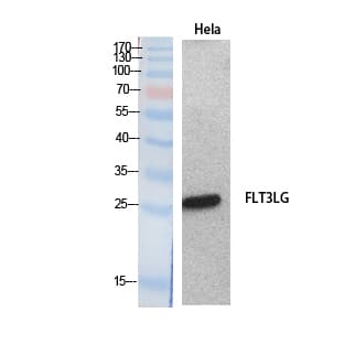 FLT3LG / Flt3 Ligand Antibody