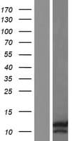 HILPDA / HIG2 Protein (Over-Expression Lysate Myc-DDK (Flag))