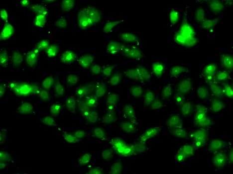 CLK1 / CLK Antibody
