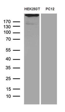 SPAG5 / MAP126 Antibody (aa1-297, clone OTI6G2, Carrier-free)