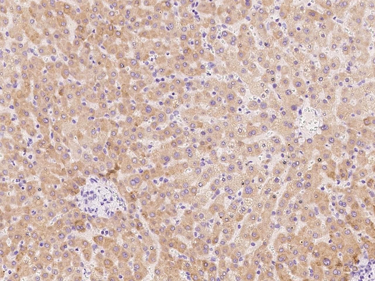 PCDHB3 Antibody