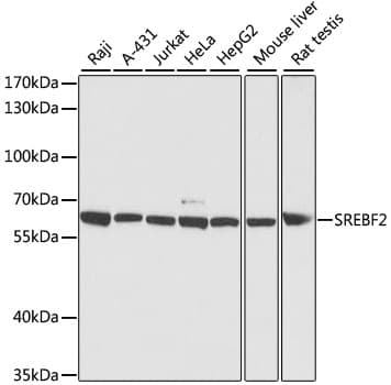 SREBF2 / SREBP2 Antibody