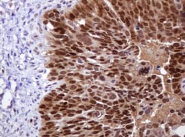 MGMT Antibody (clone OTI4E6, Carrier-free)