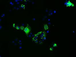 FAHD2A Antibody (clone OTI5D4)
