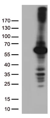 DNPEP Antibody (clone OTI8H3)