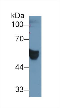 CD66a / CEACAM1 Antibody (aa35-320)