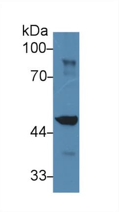 IDH1 / IDH Antibody (aa99-325, PE)