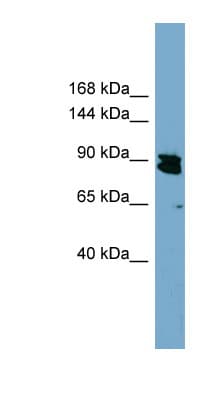 AREL1 / KIAA0317 Antibody (aa179-228)