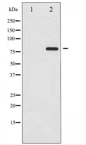 TP73 / p73 Antibody (phospho-Tyr99)