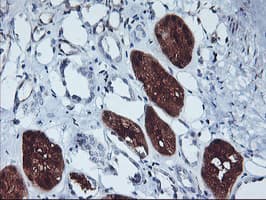 GBA3 / CBG Antibody (clone OTI3E8)