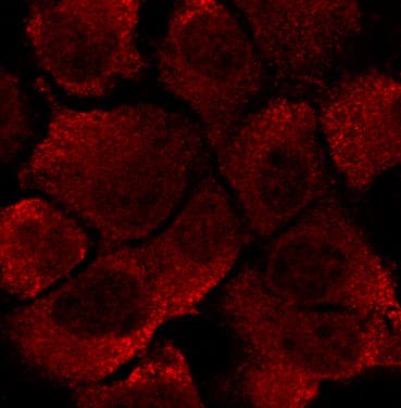 Polyclonal Goat anti-Human EEA1 Antibody (C-Terminus, IF, WB)