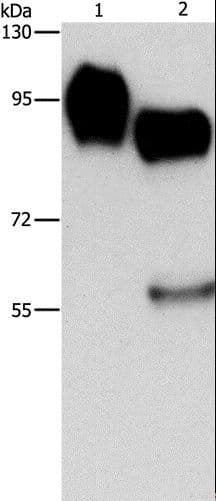 ICAM-1 / CD54 Antibody