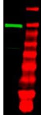 UBA1 / UBE1 Antibody