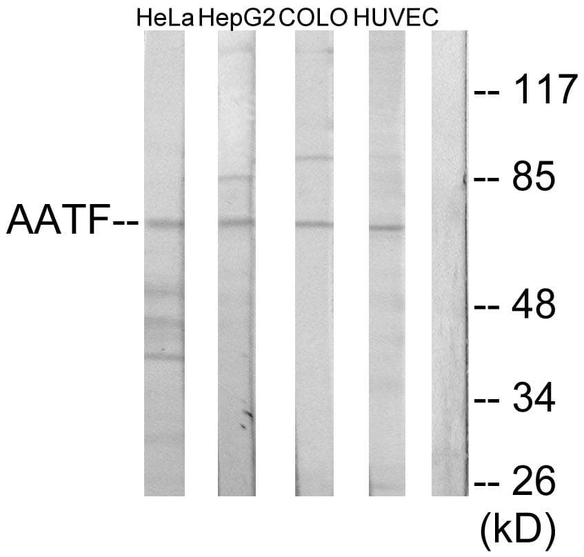 AATF Antibody