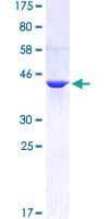 Human CYTH3 / GRP1 Protein (Recombinant GST)