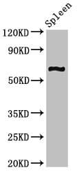 Polyclonal Rabbit anti-Human CNKSR3 Antibody (IF)