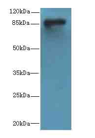 DGKG Antibody