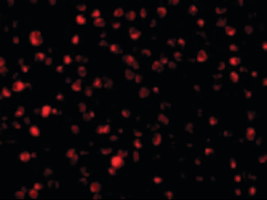 IHC-plus™ PTRH2 / BIT1 Antibody