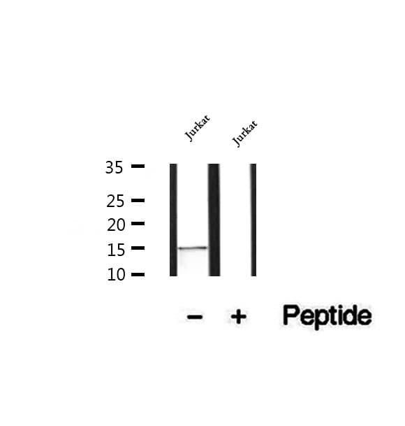 MRFAP1 / PGR1 Antibody