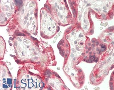 SERPINB2 / PAI-2 Antibody (clone 1F6, Carrier-free)