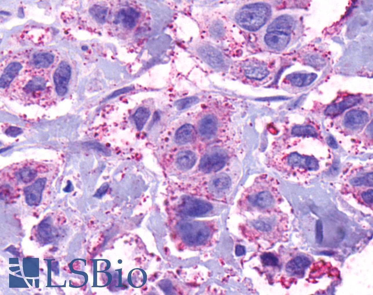 PathPlus™ RXFP4 / GPR100 Antibody (C-Terminus)