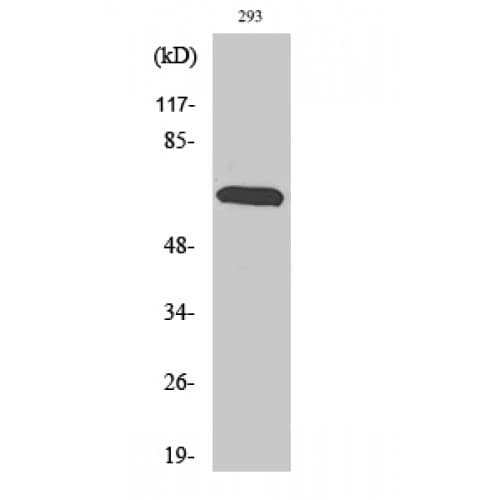 RAB11FIP4 / RAB11-FIP4 Antibody (430-510 aa, Internal)