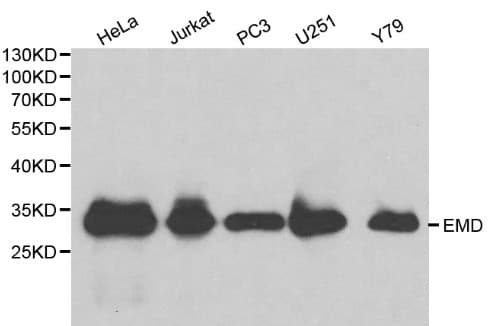 EMD / Emerin Antibody