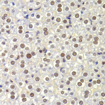 NASP Antibody