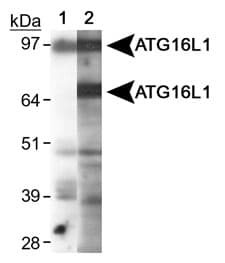 ATG16L1 / ATG16L Antibody (aa1-100, DY650)