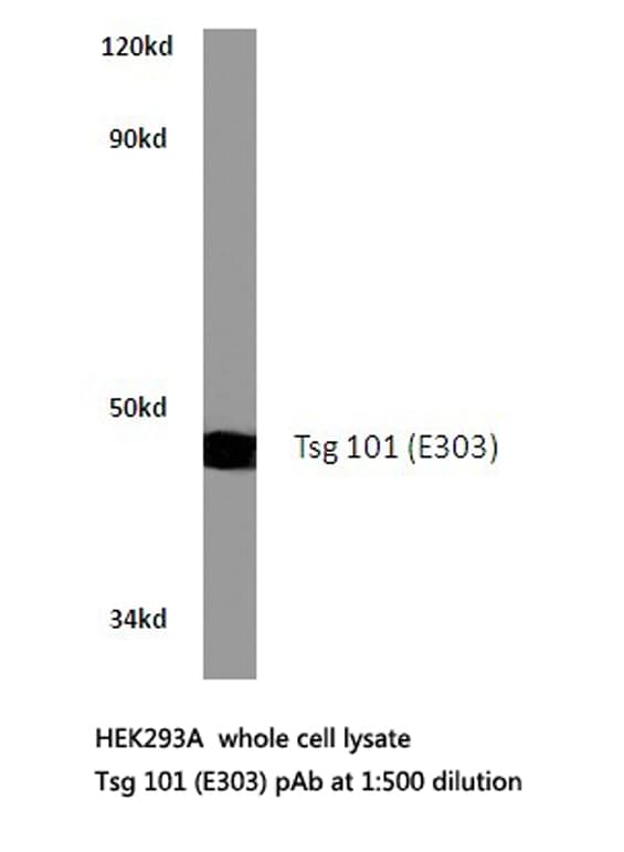 TSG101 Antibody (Glu303)