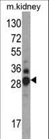 DDAH1 Antibody (aa221-250)