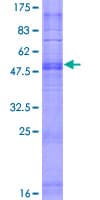 Human OR7G2 Protein (Recombinant GST)