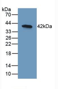 BMP10 Antibody
