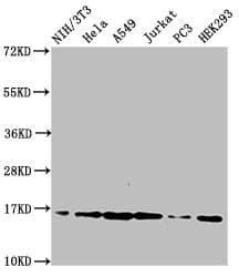 Polyclonal Rabbit anti-Human HIST1H3A Antibody (IHC, IF, WB)
