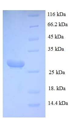 Mouse Mcpt4 Protein (Recombinant 6His, N-terminus)