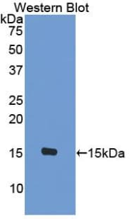 CCL8 / MCP2 Antibody (aa1-99)