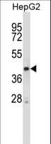 STK25 Antibody (aa327-355)