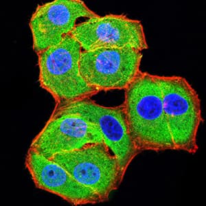 BCL11B Antibody (clone 1F8G8)