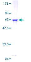 Human SEPT8 / Septin 8 Protein (Recombinant GST)